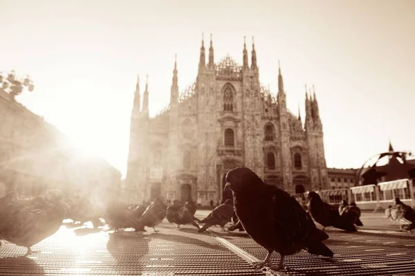 意大利米兰市中心大教堂广场或多摩广场的鸽子日出 — 图库照片