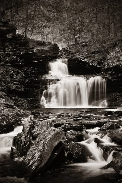 Cascadas Bosques Blanco Negro —  Fotos de Stock