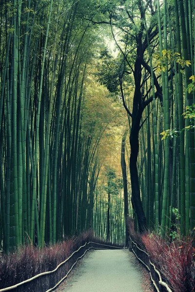 Bamboo Grove Arashiyama Kioto Japonia — Zdjęcie stockowe