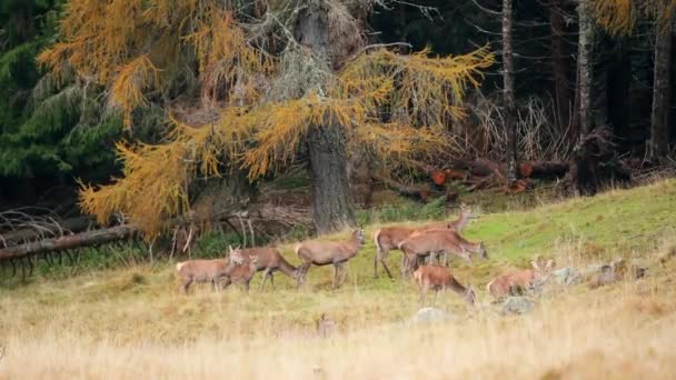 Veados Pastando Grama Dolomites Itália — Vídeo de Stock