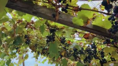 Üzüm üzümü yakın plan, İtalya, Dolomitler, video