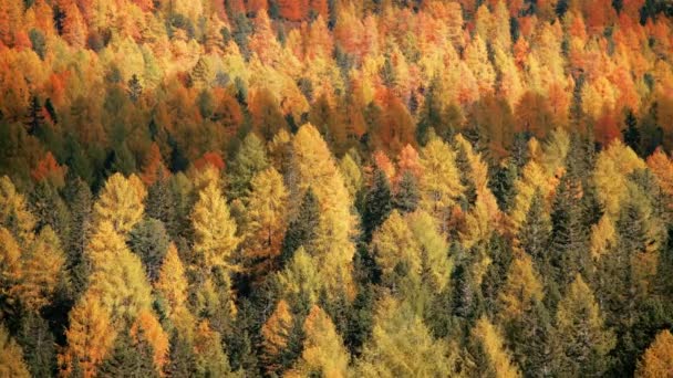 Pittoreske Herfstbomen Dolomieten Italië — Stockvideo