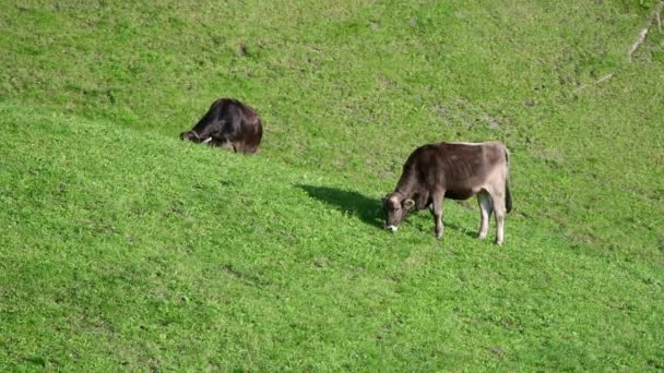 Vacas Pastando Gramado Alpino Pitoresca Paisagem Alpina Dolomitas Itália — Vídeo de Stock