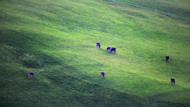 Vacas Pastando Gramado Alpino Pitoresca Paisagem Alpina Dolomitas Itália — Vídeo de Stock