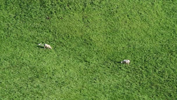 pâturage de moutons sur pelouse alpine, paysage alpin pittoresque, Dolomites, Italie  