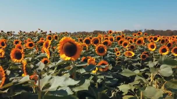 Slunečnicové Pole Slunečného Dne Video — Stock video