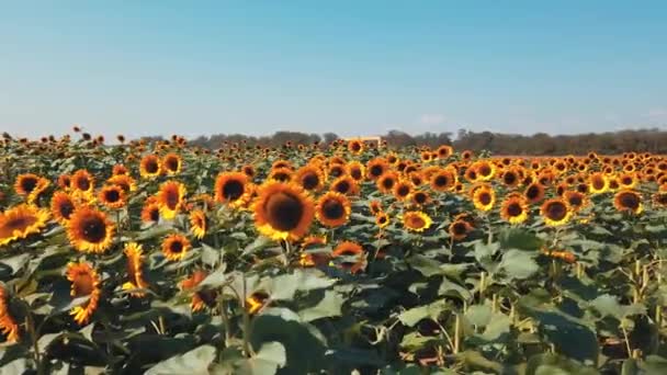 Campo Girasol Día Soleado Vídeo — Vídeo de stock