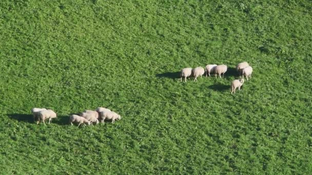 Pâturage Moutons Sur Pelouse Alpine Paysage Alpin Pittoresque Dolomites Italie — Video