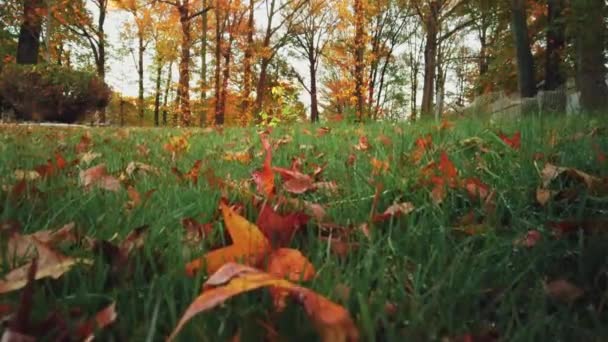 緑の草の上の紅葉 ビデオ — ストック動画