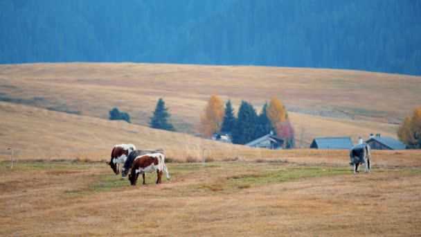 Krávy Pasoucí Alpském Trávníku Malebná Alpská Krajina Dolomity Itálie — Stock video