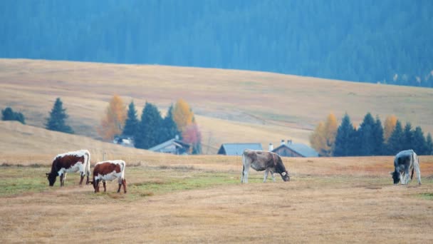 Vacas Pastando Césped Alpino Pintoresco Paisaje Alpino Dolomitas Italia — Vídeos de Stock