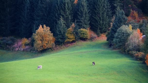 Kühe Grasen Auf Almwiesen Malerische Alpine Landschaft Dolomiten Italien — Stockvideo