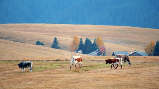 Vacas Pastando Gramado Alpino Pitoresca Paisagem Alpina Dolomitas Itália — Vídeo de Stock