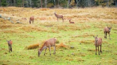 otların üzerinde otlayan geyikler, Dolomitler, İtalya 