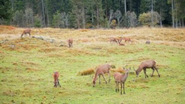 otların üzerinde otlayan geyikler, Dolomitler, İtalya 