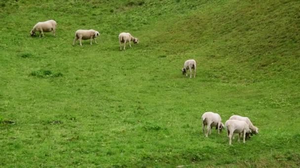 pâturage de moutons sur pelouse alpine, paysage alpin pittoresque, Dolomites, Italie  