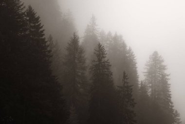 Dolomitler sisli orman