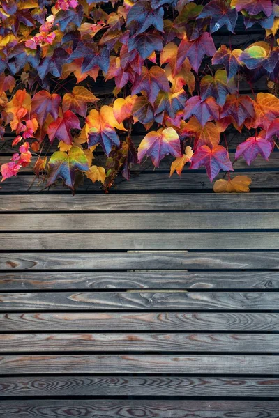 Dolomity kolorowe liści zbliżenie — Zdjęcie stockowe