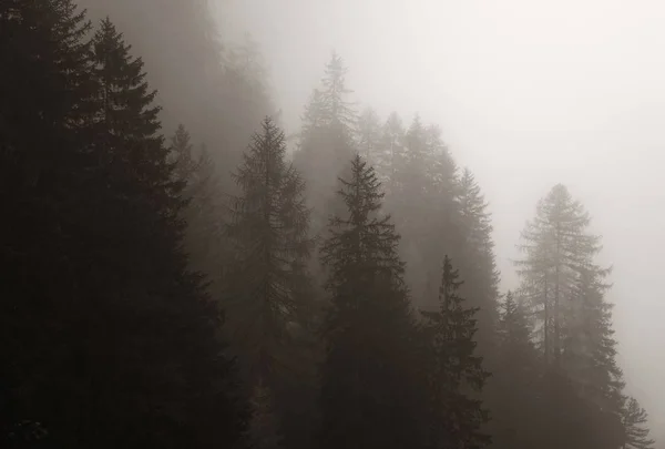 Dolomity mlhavý les — Stock fotografie