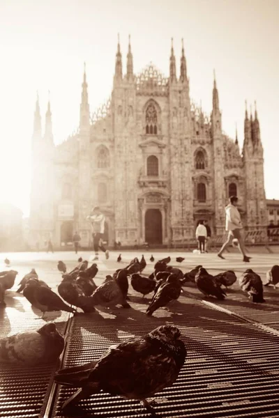 Holub Milan Cathedral Square — Stock fotografie