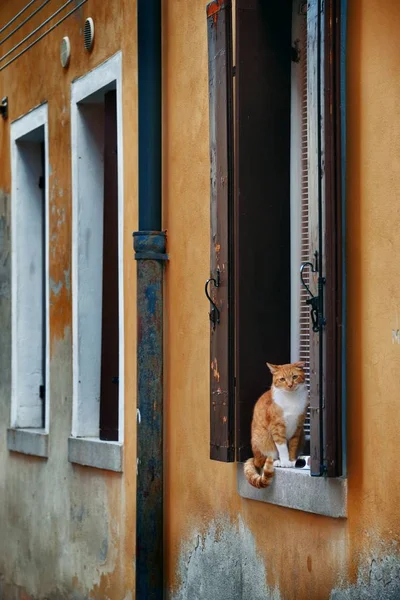 Venecia gato — Foto de Stock