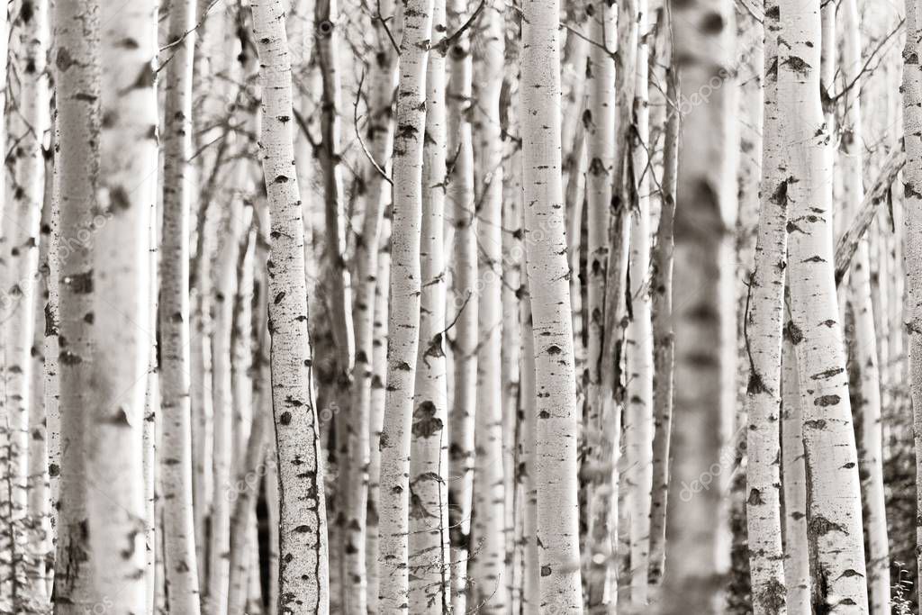 Birch tree closeup