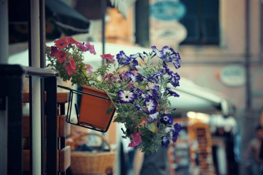Cinque Terre Monterosso çiçeği