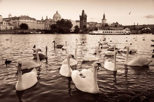 Cisne de Praga —  Fotos de Stock