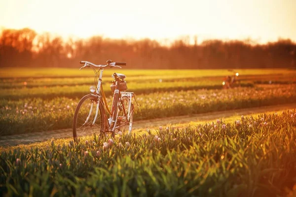 Tulp Boerderij Met Prachtige Kleuren Het Voorjaar Bij Zonsopgang — Stockfoto