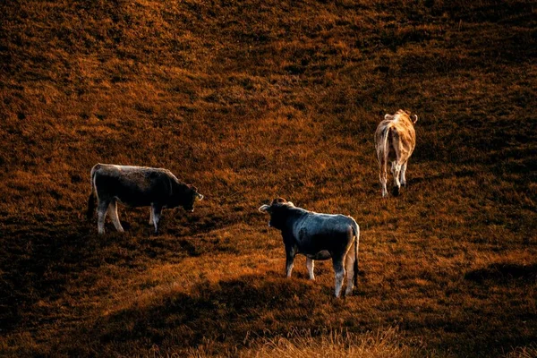 Aziende Agricole Dolomiti Nel Nord Italia — Foto Stock