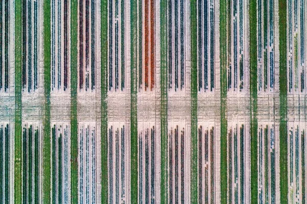 Abstracte Patronen Van Tulpenboerderij Luchtfoto Met Prachtige Kleuren Het Voorjaar — Stockfoto