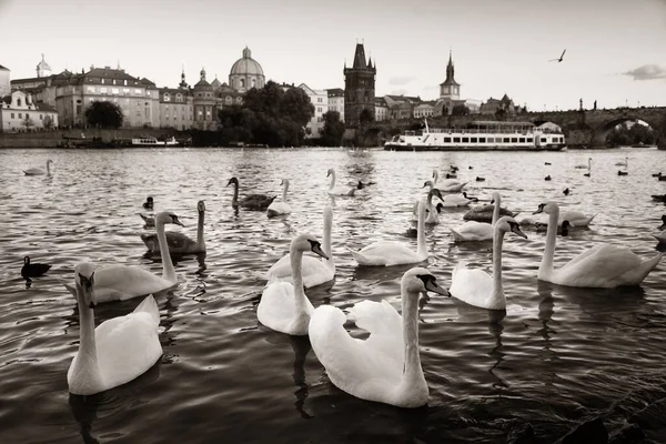 Cisne Praga Vista Ciudad Con Edificios Históricos República Checa —  Fotos de Stock