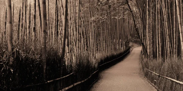 Bambugrove Panorama Arashiyama Kyoto Japan — Stockfoto
