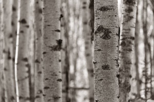 Birch tree closeup in Jasper National Park in Canada