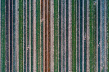 İlkbaharda güzel renklere sahip lale çiftliği hava manzarasının soyut desenleri.