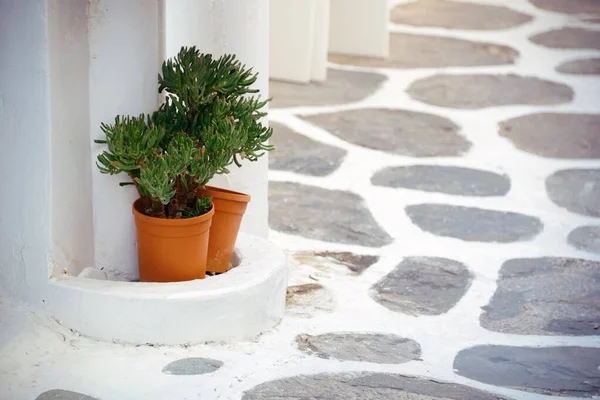 Цветочный Горшок Улице Острове Миконос Греция — стоковое фото