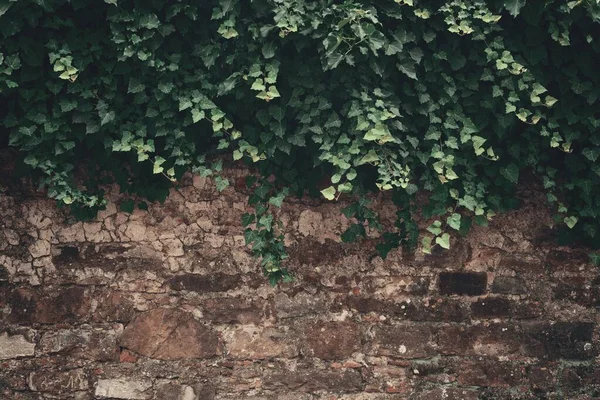 Muro Com Planta Florença Itália — Fotografia de Stock