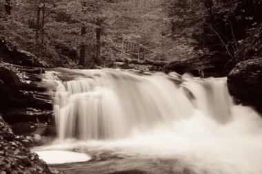 Ormandaki şelaleler siyah beyaz.