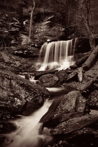 Cascadas Bosques Blanco Negro —  Fotos de Stock