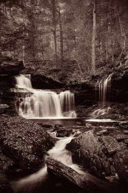 Ormandaki şelaleler siyah beyaz.