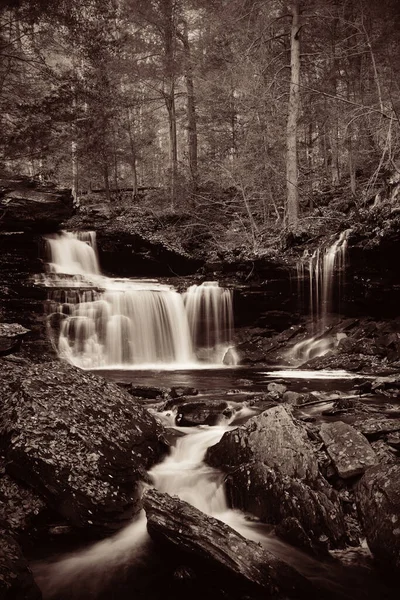 Ormandaki şelaleler siyah beyaz.
