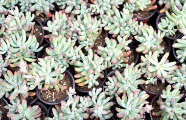 Bahar satış etli bitkiler