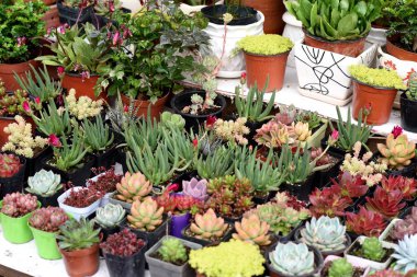 İlkbaharda güzel çiçekler