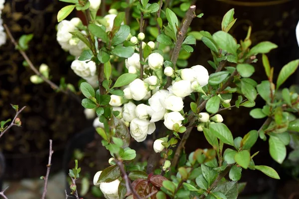 Mooie bloemen in het voorjaar — Stockfoto