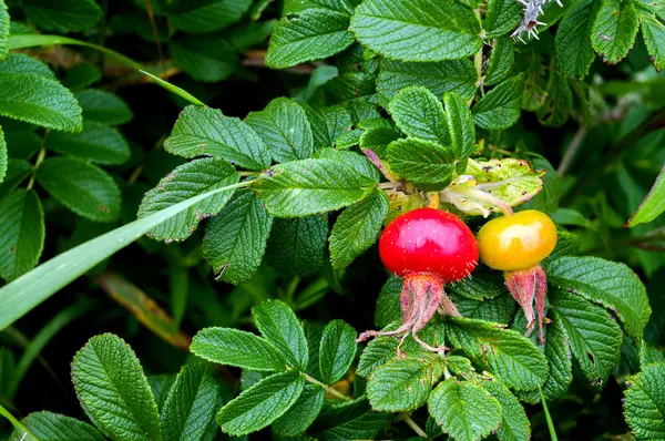 Rose Hips in the fall — Stock Photo, Image