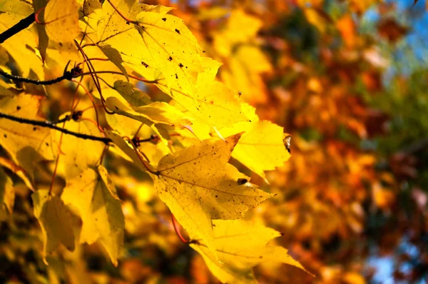 Yellow Fall Leaves — Stock Photo, Image