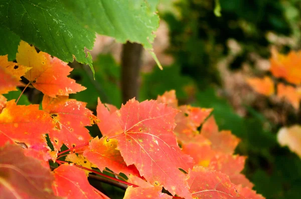 Fall Maple Leaves — Stock Photo, Image