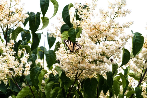 Tiger Swallowtail and Flowering Tree — Stock Photo, Image