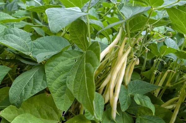 Gelbe Bohne im Garten — Stockfoto