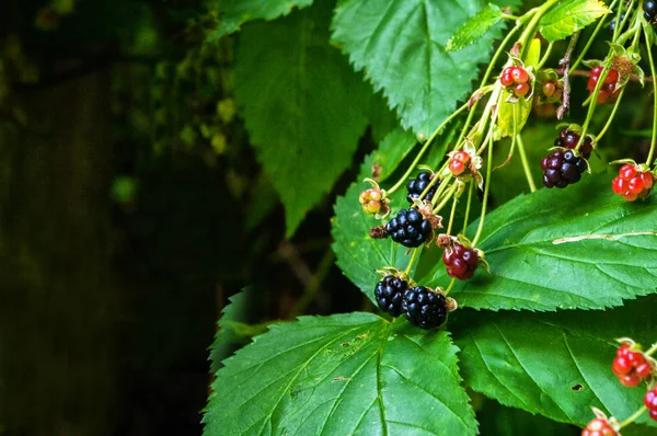 Blackberries on the bush — Stock Photo, Image